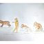 Les ours se suivent mais ne se ressemblent pas