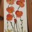 coquelicots