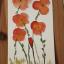 coquelicots