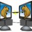 hamsters nautes