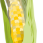 maïs