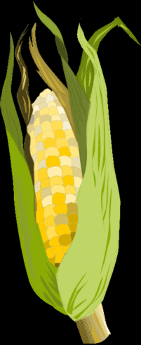 maïs clignotant