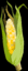 maïs clignotant